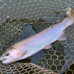 スタートダッシュは決めたが…大安トラウトレイク